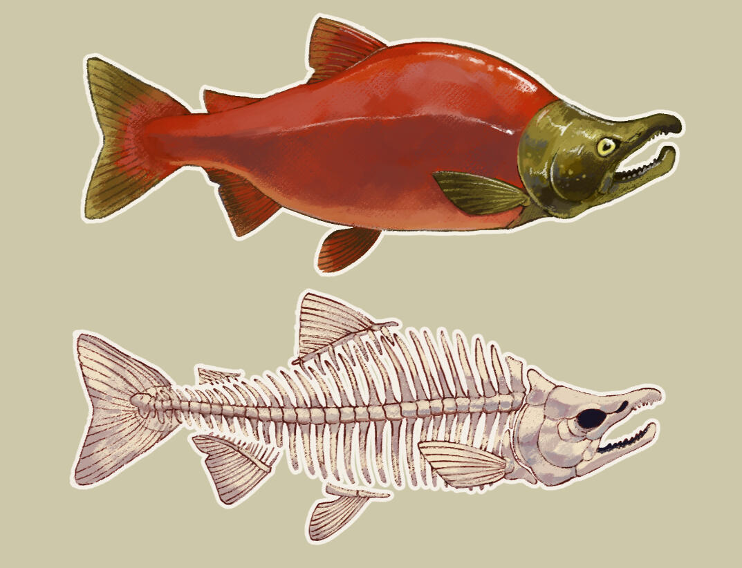 "Sockeye Salmon", Clip Studio Paint